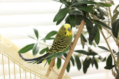 Evcil papağan. Dekoratif merdivende güzel muhabbet kuşu.