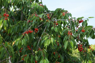 Yeşil yapraklı kiraz ağacı ve açık havada yetişen olgun meyveler.