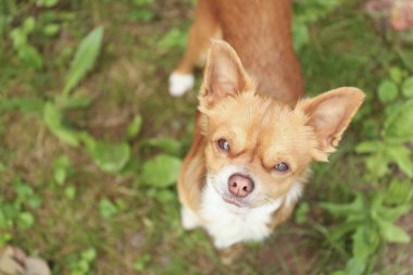 Kahverengi saçlı, açık havada yürüyen sevimli bir köpek. Metin için boşluk