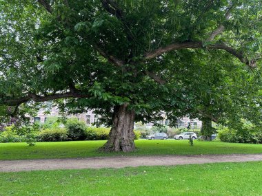 Patikalı ve ağaçlı güzel bir park manzarası.