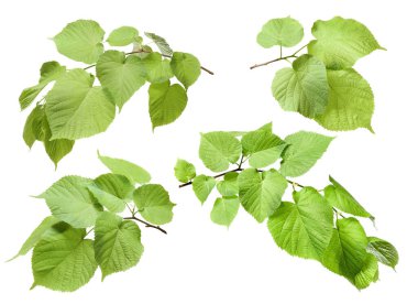 Yeşil yapraklı ağaç dalları beyaz üzerine izole edilmiş,