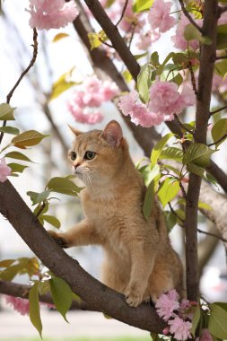 Açık havada çiçek açan bahar ağacında tatlı bir kedi.