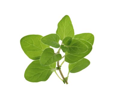 Taze yeşil kekik suyu beyazda izole edilmiş.