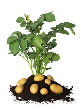 Patates tohumu, toprak ve çiğ sebzeler beyaz üzerine izole edilmiş.