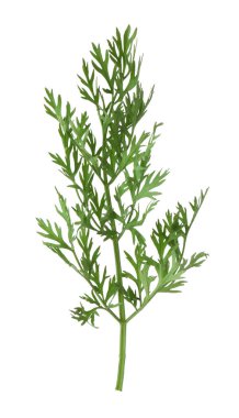 Bir yeşil havuç dalı beyaza izole edilmiş