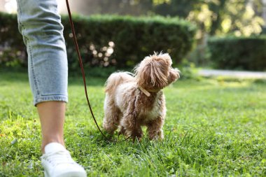 Parkta sevimli bir köpekle yürüyen bir kadın, yakın plan.