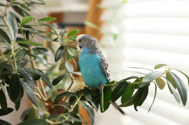 Pet parrot. Beautiful budgerigar sitting on tree indoors clipart