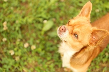 Kahverengi saçlı, dışarıda gezen sevimli bir köpek. Metin için boşluk