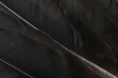 Arka plan olarak güzel siyah tüyler, üst görünüm