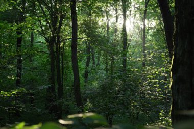 Ormanda yeşil yaprakları olan güzel ağaçlar