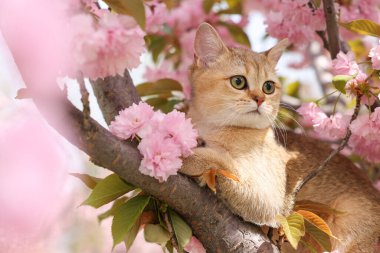 Bahar ağacı dalında güzel çiçekleri olan sevimli bir kedi.