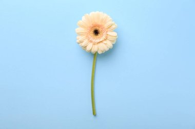 Açık mavi arka planda güzel bir Gerbera çiçeği, üst manzara.