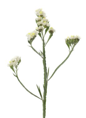 Beautiful yarrow flowers on white background. Wild plant clipart