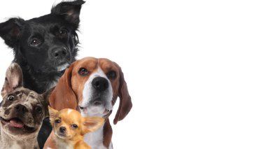 Beyaz arka planda sevimli köpekler. Metin için alanı olan pankart tasarımı
