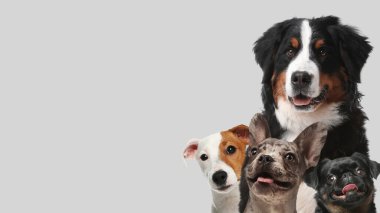 Açık gri arka planda sevimli köpekler. Metin için alanı olan pankart tasarımı