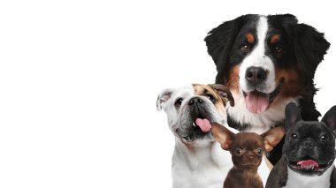 Beyaz arka planda sevimli köpekler. Metin için alanı olan pankart tasarımı