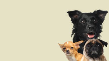 Işıklı arka planda sevimli köpekler. Metin için alanı olan pankart tasarımı