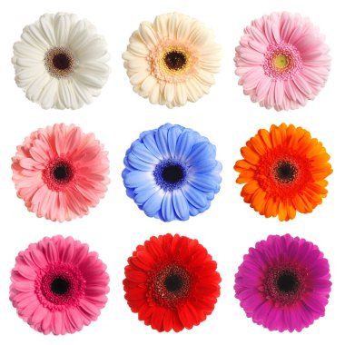 Bir sürü güzel Gerbera çiçeği beyaz sette soyutlanmıştır.