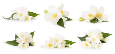 Yasemin çiçekleri ve yeşil yapraklar beyaz üzerine izole edilmiş.