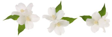 Yasemin çiçekleri ve yeşil yapraklar beyaz üzerine izole edilmiş.