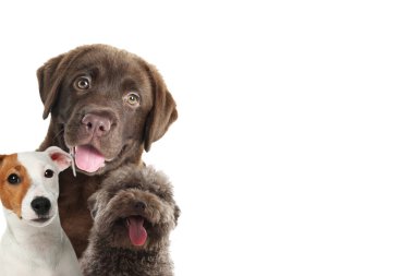 Beyaz arka planda sevimli köpekler. Metin için boşluk