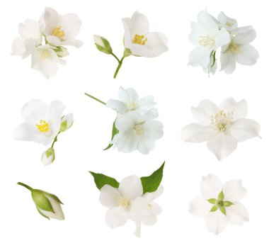 Yasemin çiçekleri ve yeşil yapraklar beyaz üzerine izole edilmiş.