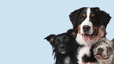 Açık mavi arka planda sevimli köpekler. Metin için alanı olan pankart tasarımı