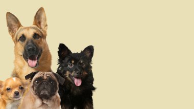 Bej arka planda sevimli köpekler. Metin için alanı olan pankart tasarımı