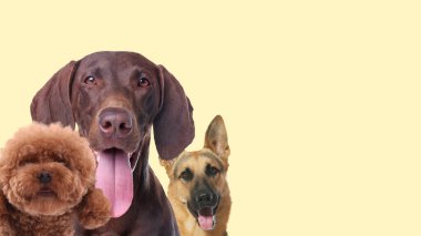 Bej arka planda sevimli köpekler. Metin için alanı olan pankart tasarımı