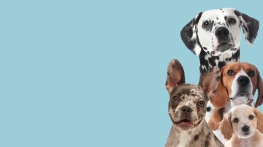 Açık mavi arka planda sevimli köpekler. Metin için alanı olan pankart tasarımı