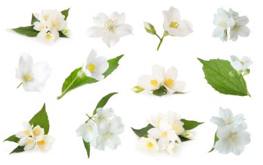 Yasemin çiçekleri ve yeşil yapraklar beyaz üzerine izole edilmiş.