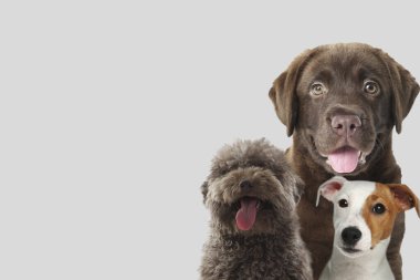 Açık gri arka planda sevimli köpekler. Metin için boşluk