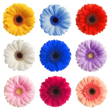 Bir sürü güzel Gerbera çiçeği beyaz sette soyutlanmıştır.