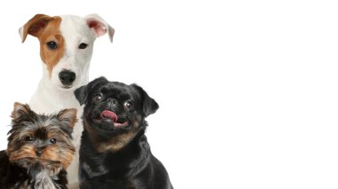 Beyaz arka planda sevimli köpekler. Metin için alanı olan pankart tasarımı