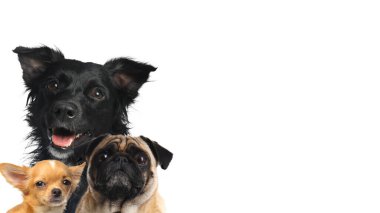 Beyaz arka planda sevimli köpekler. Metin için alanı olan pankart tasarımı