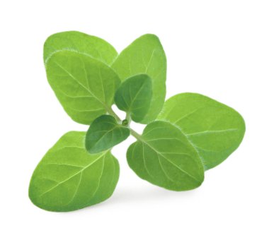 Taze yeşil kekik suyu beyazda izole edilmiş.