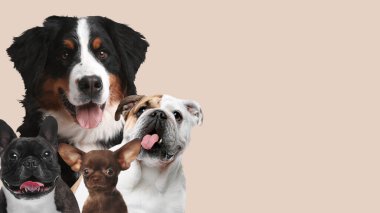 Bej arka planda sevimli köpekler. Metin için alanı olan pankart tasarımı