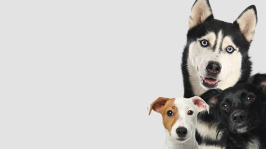 Açık gri arka planda sevimli köpekler. Metin için alanı olan pankart tasarımı