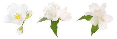 Yasemin çiçekleri ve yeşil yapraklar beyaz üzerine izole edilmiş.