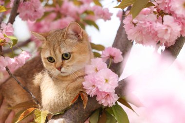 Bahar ağacı dalında güzel çiçekleri olan sevimli bir kedi.