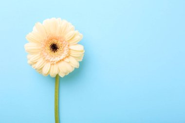 Açık mavi arka planda güzel bir Gerbera çiçeği, üst manzara. Metin için boşluk