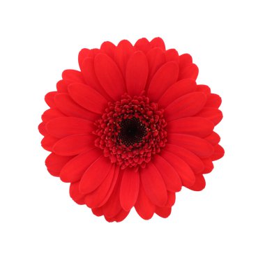 Güzel kırmızı gerbera çiçeği beyaz, üst manzara izole
