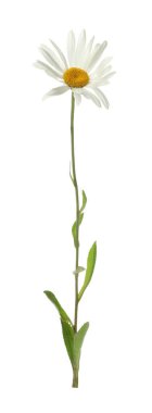 Beyaz arka planda güzel bir papatya çiçeği