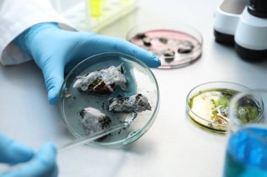 Laboratuvar çalışanı, ışık masasındaki petri kabında numune araştırması yapıyor.