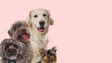Pembe arka planda sevimli köpekler. Metin için alanı olan pankart tasarımı