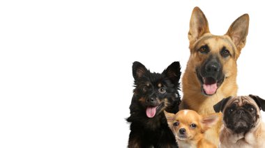Beyaz arka planda sevimli köpekler. Metin için alanı olan pankart tasarımı