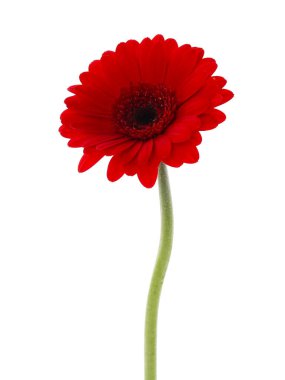 güzel kırmızı Gerbera çiçek üzerinde beyaz izole