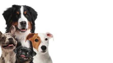 Beyaz arka planda sevimli köpekler. Metin için alanı olan pankart tasarımı