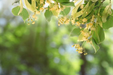 Yaprakları ve çiçekleri olan ıhlamur ağacı dalları, yakın plan. Metin için boşluk