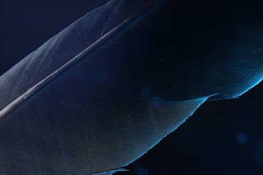 Siyah arkaplanda güzel bir renk ışığı, yakın plan.